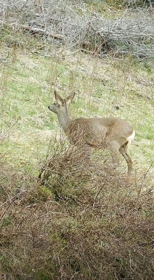 Ferienwohungen Im Kuchersbach Hornberg Exterior foto